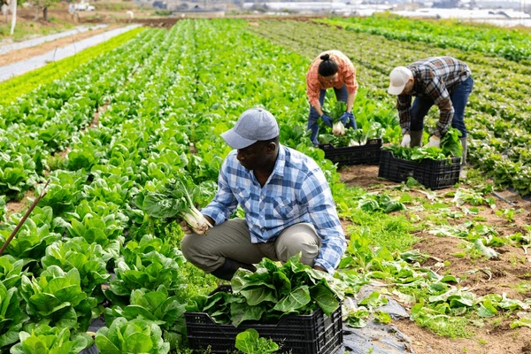 収穫している姿 - アフリカの 食料自給率 